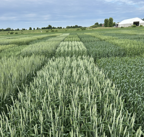 Field Crop Research Day